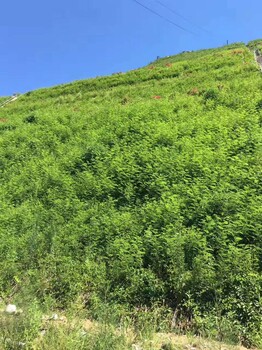 邊坡綠化草種出售云南大理州草籽基地