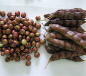 云南昭通市木豆种子现在市场什么价格？
