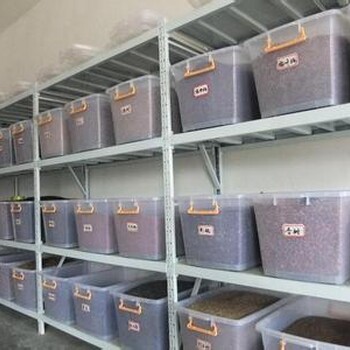 欽州市技術(shù)配種四季青種子寬葉草固土護(hù)坡胡枝子
