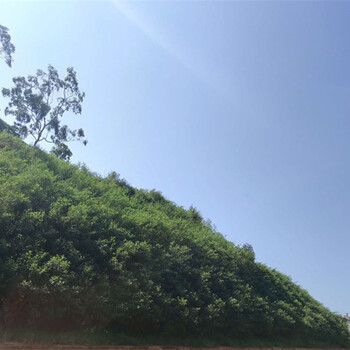高速邊坡植草修復綠化草種灌木種子紅河專賣店
