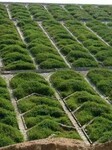 大理市填方边坡复绿修复草种灌木种子出售