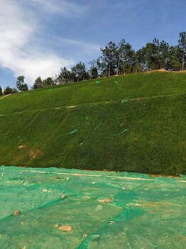 福建省龙岩地区铁路河道复绿草籽草种