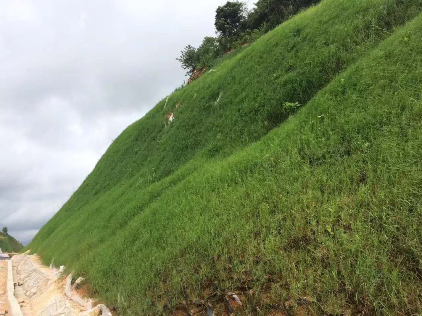 供应昆明市草种公路边坡常用绿化灌木种子