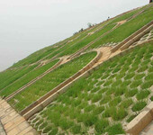 昭通市生态护坡常用黑麦草木豆种子混合播种