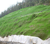 专业批发黔南矿山绿化工程施工常用的复绿草籽