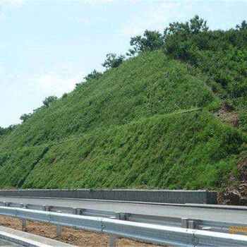 浙江省地区微风化矿山岩石边坡复绿草籽草种