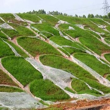 长汀县路基边坡复绿草籽草种供应商售卖