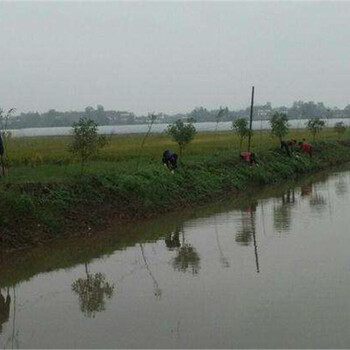 河岸边坡绿化防护网稳固方滑坡长汀县专卖