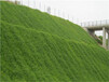 浙江杭州矿区治理边坡常用绿化速生草籽固土灌木种子
