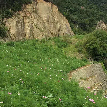 武平縣治理礦山巖石坡面復(fù)綠可用植物種子