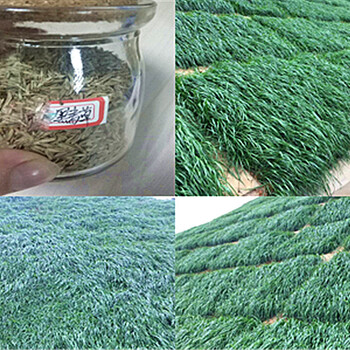 寧波市中心在哪里可以買到長得快的草籽黑麥草怎么買？