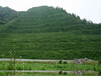 浙江杭州铁路护坡周围边坡复绿草花种子
