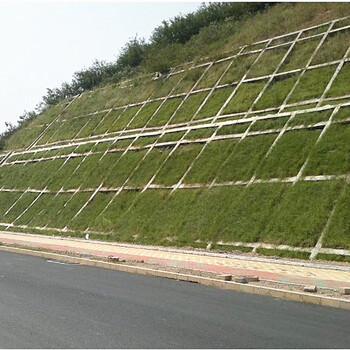 浙江公路固土護(hù)坡草種杭州四季常青草坪種子淳安縣護(hù)坡灌木種子