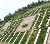浙江舟山市河道边坡复绿施工绿化专用草种灌木喷播