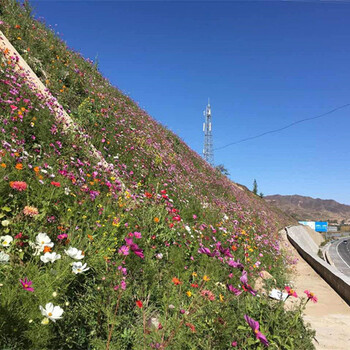 今年新的花海種子溫州市哪里有出售