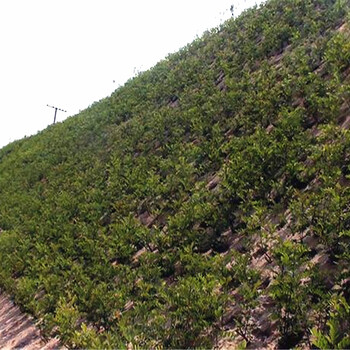 浙江山體邊坡生態(tài)復綠施工會用到什么草種資材？