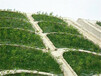 高速国道边坡绿化浙江专业出售草种护坡质量第一