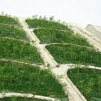 高速国道边坡绿化浙江出售草种护坡质量