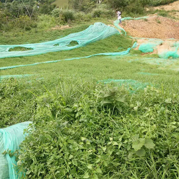 高速公路绿化品种多草灌组合草种浙江杭州长期供应