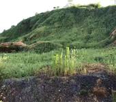 边坡规范复绿植草护坡绍兴专业提供技术队伍