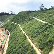 浙江绍兴市边坡喷播草籽一平方需要多少克?图片