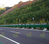 嘉兴专业提供灌木路基边坡高速公路施工常用草籽