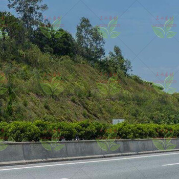 高速路護(hù)坡草種金華草種公司現(xiàn)貨質(zhì)量可靠