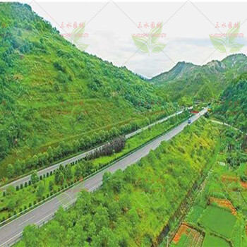 適合嘉興高速公路護坡土壤易生長發(fā)芽的草籽有什么品種？