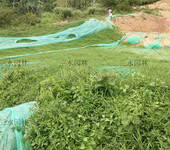 低价销售草坪种子承接绿化工程杭州市优质草子