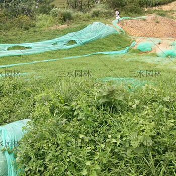 銷售草坪種子承接綠化工程杭州市草子