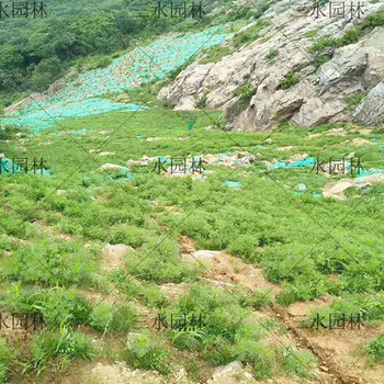 金華市路基工程邊坡綠化噴草籽多少錢一平方？