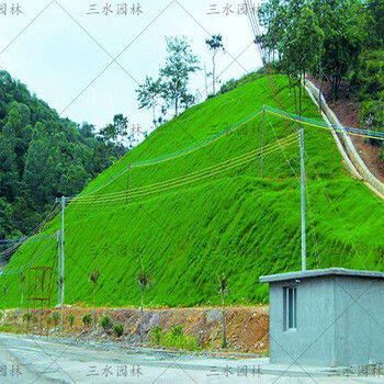 批發(fā)綠化草籽浙江杭州提供高速種子
