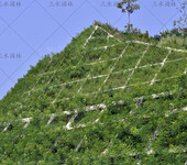 矿山上好生长的灌木草籽杭州市有哪些品种？