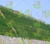 广州市边坡复绿可以混播什么草籽灌木？