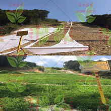 浙江杭州市矿山/山体坡面可快速复绿草籽草种图片