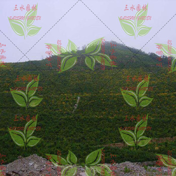 杭州市矿山生态修复喷草灌混合种子
