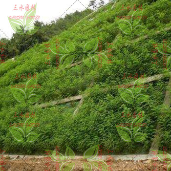 耐霜凍返青早的草籽草種紹興種子公司出售