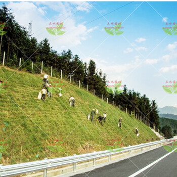 浙江溫州市高速公路護(hù)坡國(guó)道綠化統(tǒng)一用草子