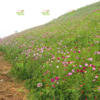 广州市经济开发区市政道路绿化草花种子经销