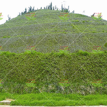 广东省道路边坡绿化长期复绿用的草籽草种