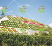 专业提供浙江温州地区高速公路边坡用的四季青草