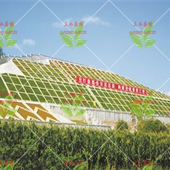 浙江杭州市荒山复绿治山体滑坡稳固边坡绿化资材