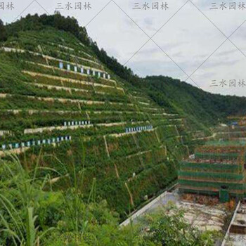 温州新建高速公路国道边坡绿化能用什么草子