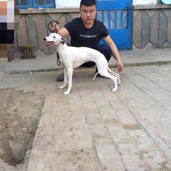 成年格力犬价格