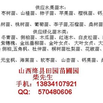 50公分侧柏苗60公分侧柏苗80公分侧柏苗1米侧柏苗