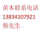 药用连翘树苗，2年连翘苗，3年药用连翘苗，连翘苗价格图片