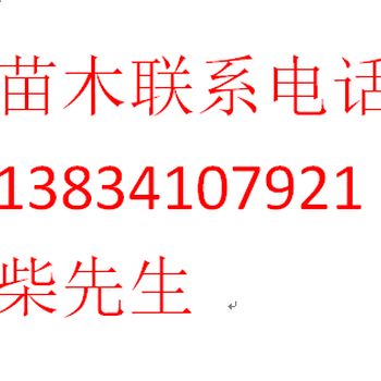 文冠果树苗，1年文冠果苗，文冠果苗，1年生文冠果苗