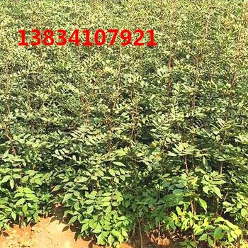 花椒苗育苗基地出售大紅袍花椒苗，1年花椒苗-2年花椒苗
