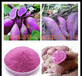 优质紫薯提取物紫薯花青素25%斯诺特厂家直供