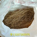 山东威海豌豆粉丝机图片